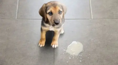 Hund erbricht Futter und frisst es wieder