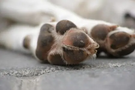 hund geschwollene pfote