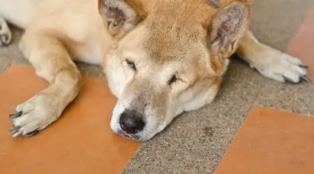 Cushing-Syndrom beim Hund