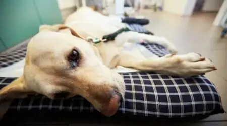 Hund nach OP völlig verändert