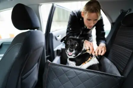 hund anschnallen auto