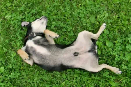 bauchnabel hund