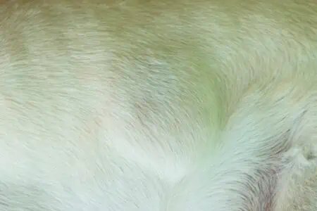 hund hat knubbel am rippenbogen