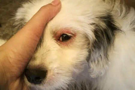 hund rote augen