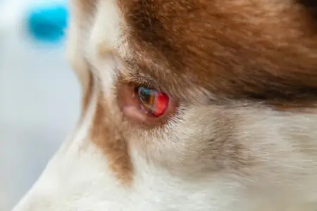 hund rote augen stress