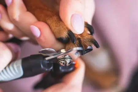 hund sedieren krallen schneiden