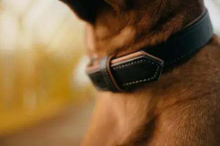 harte beule am hals hund