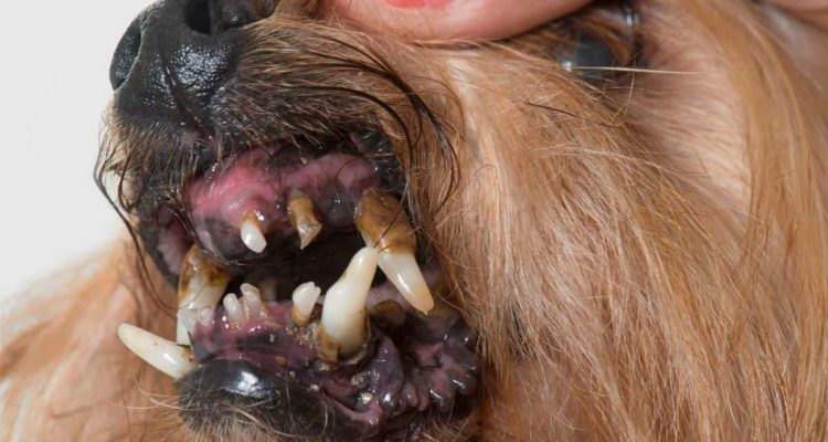 fauler zahn hund